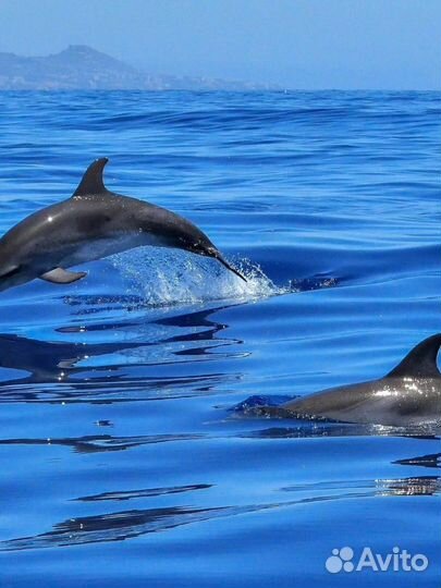 Морская Прогулка и Рыбалка в Сочи и Адлере