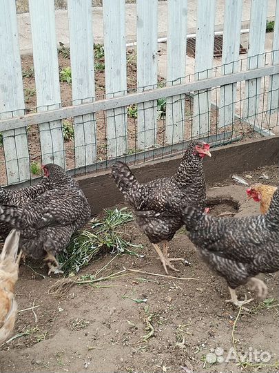 Куры несушки