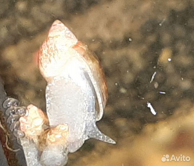 Улитки маленькие