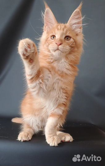 Мейн-кун Котята