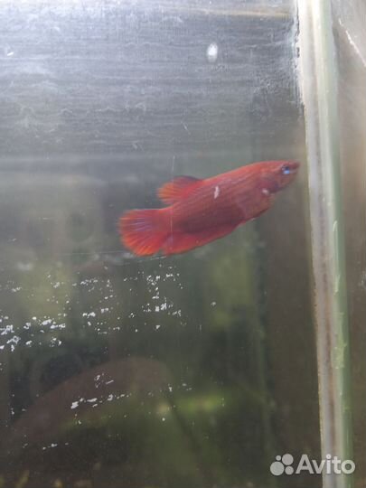 Рыбка петушок
