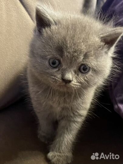 Британские котята