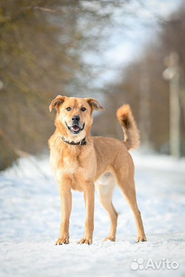 Собака в добрые руки