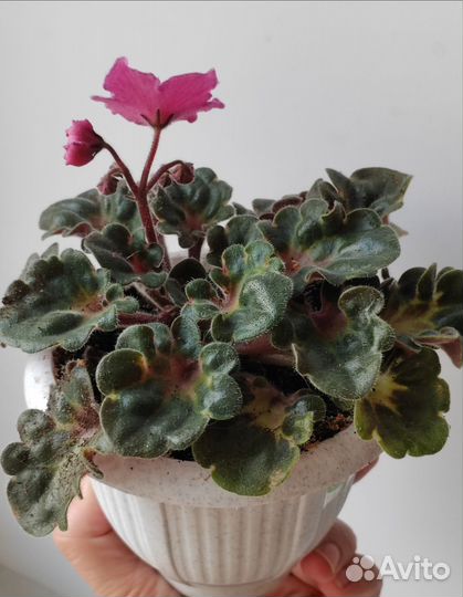 Фиалки сортовые