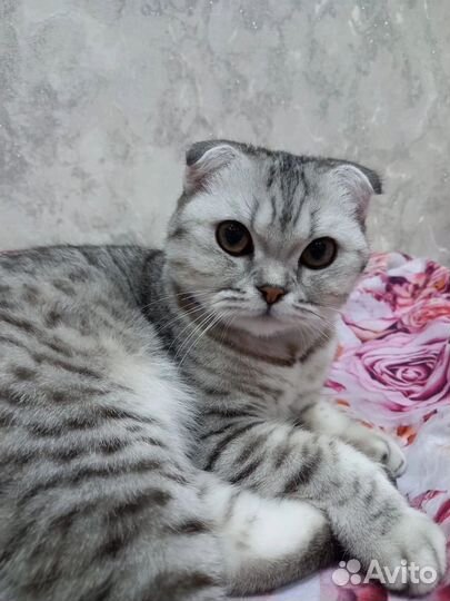 Скоттиш страйт котята