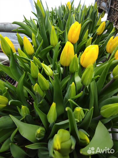 Тюльпаны оптом 2024