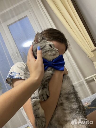 Отдам кота в добрые руки