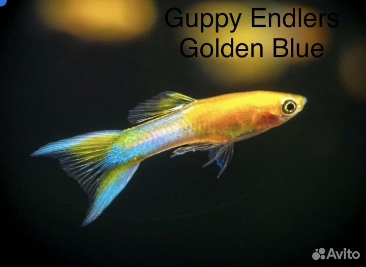 Крабы-вампиры. Гуппи Эндлера чистые линии