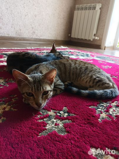 Бенгальские котята в добрые руки
