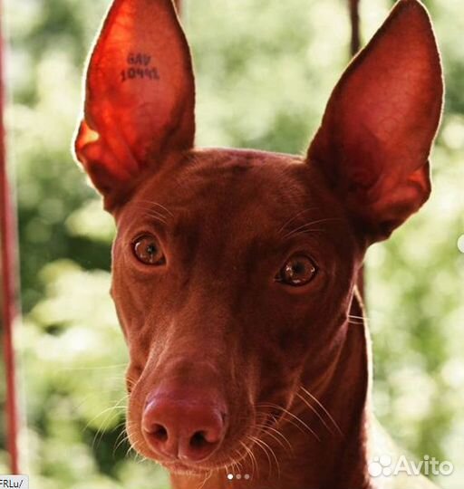 Приглашаем чирнеко