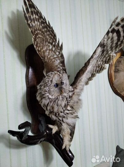 Чучело совы