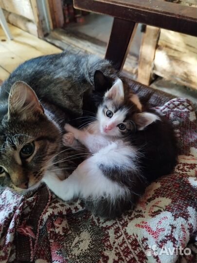 Раздаем Котят