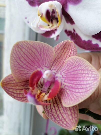 Орхидея фаленопсис