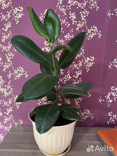 Фикус каучуконосный