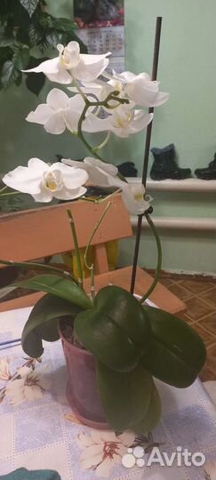Орхидея фаленопсис
