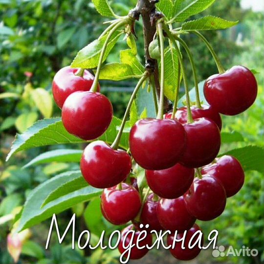 Вишня саженцы