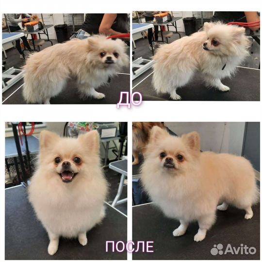 Груминг собак с выездом на дом