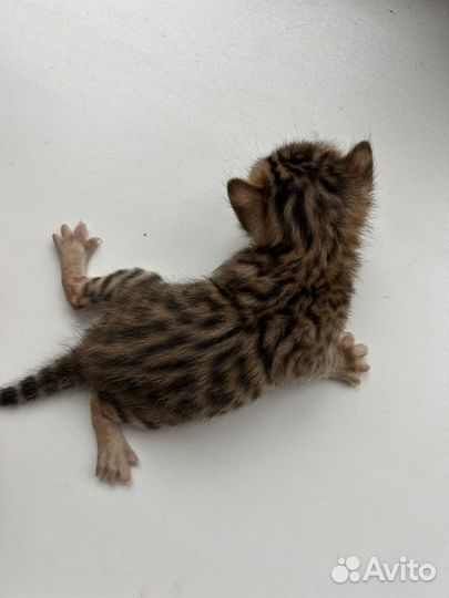 Бенгальские котята
