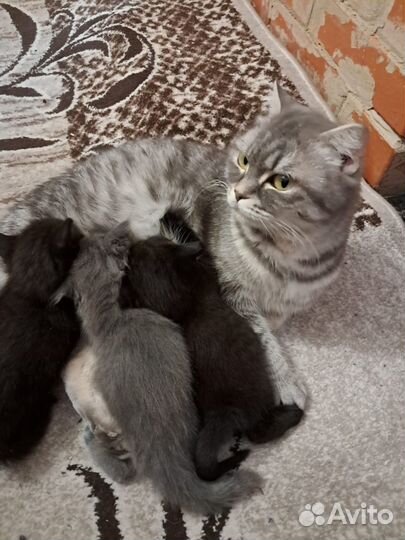 Отдам котят в добрые руки