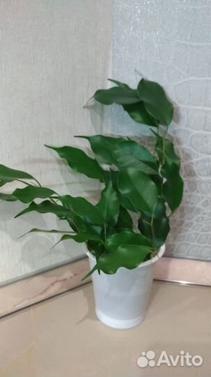 Молодые фикусы Бенджамина