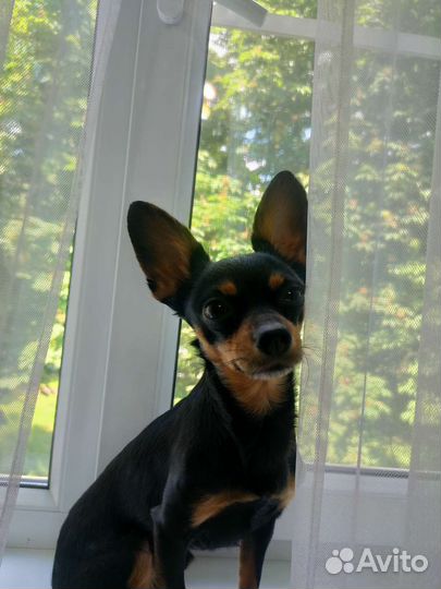 Вязка той-терьер