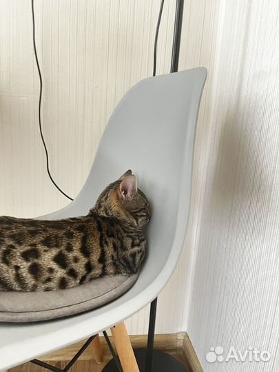 Бенгальский кот