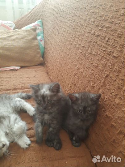 Котята в добрые руки приучены к лотку