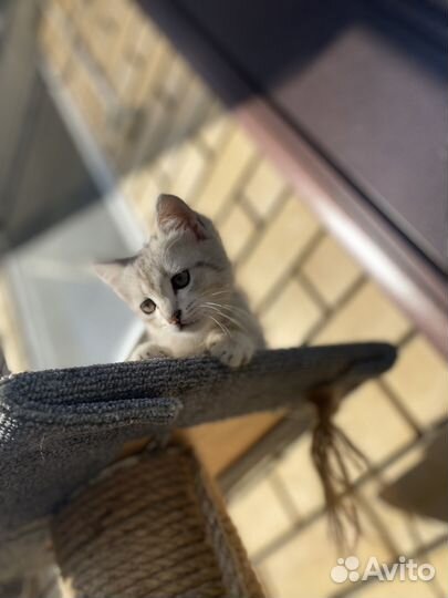Котики бесплатно