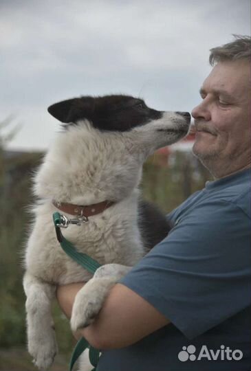 Лайка, ищет дом собака