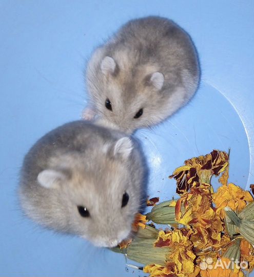 Маленькие джунгарские хомячки