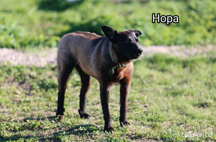 Диванные собачки в добрые руки