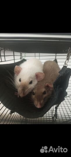 Крысы дамбо девочки