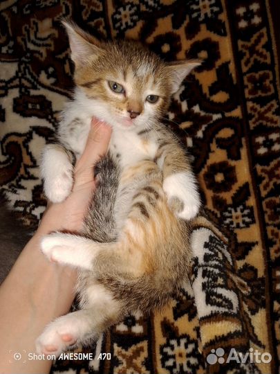 Коты и кошки