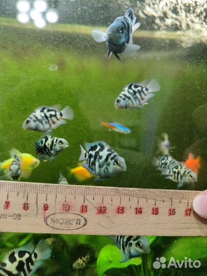 Рыбки сапфировый попугай