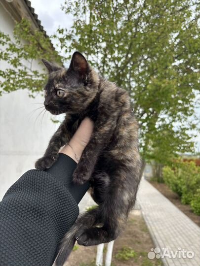 Котенок в ответственные руки