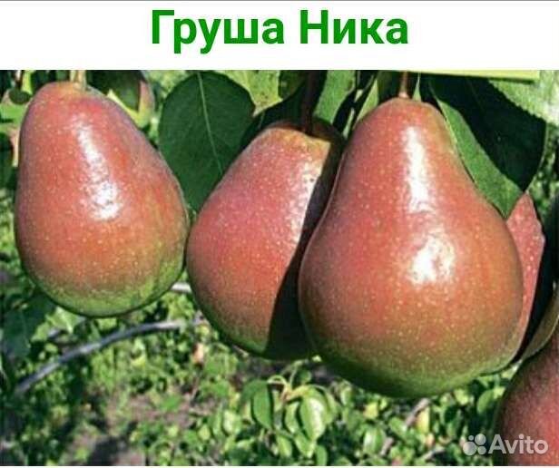 Груши китайские. Хрустальная груша сорт. Груша черешня рядом. Груша черешня рядом. Болезни грушевых деревьев на ветках.