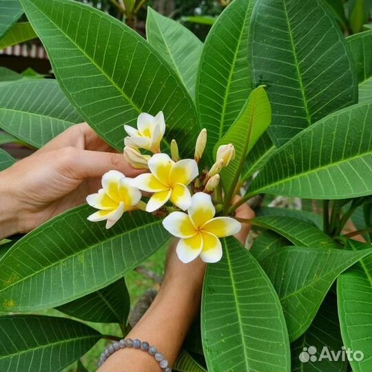 Черенки закончились