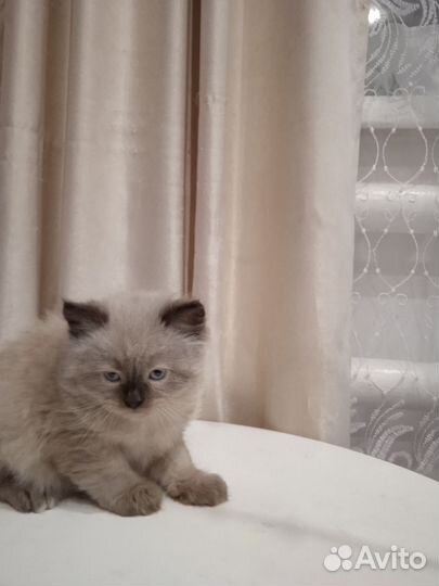 Котенок в добрые руки