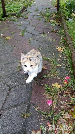 Котенок в добрые руки