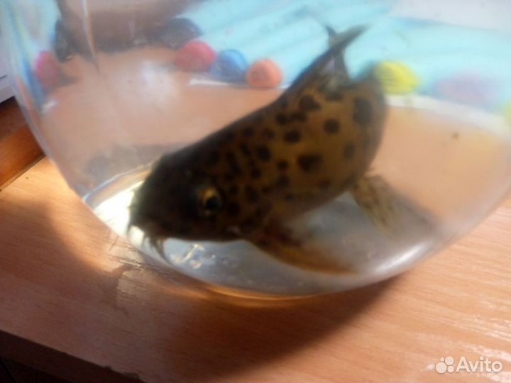 Сом Синодонтис