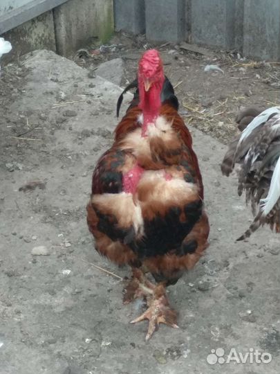 Куры петухи