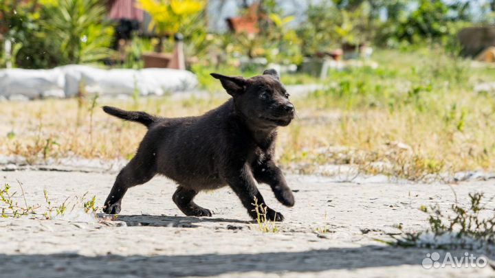 Щенята в дар