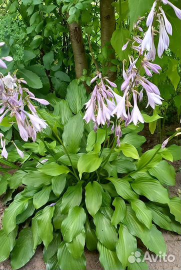 Растения для сада и огорода