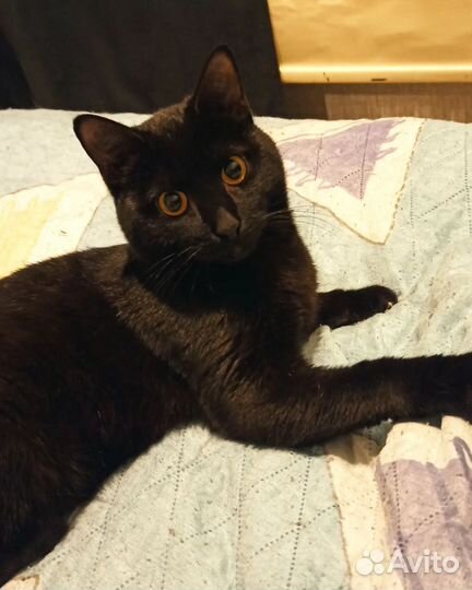 Котик Сема