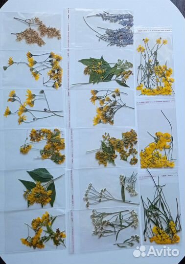 Гербарий сухие цветы декор для творчества