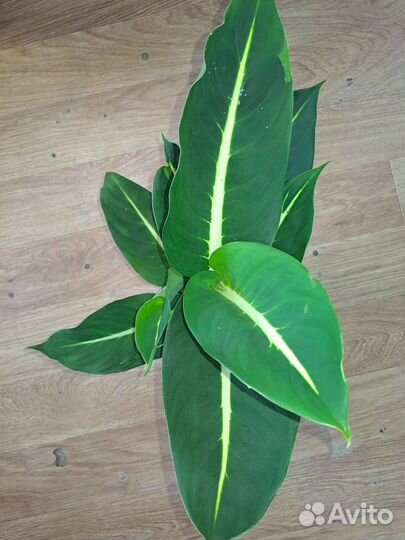 Диффенбахия грин мэджик