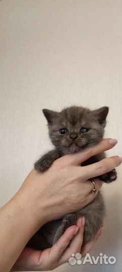 Британские котята