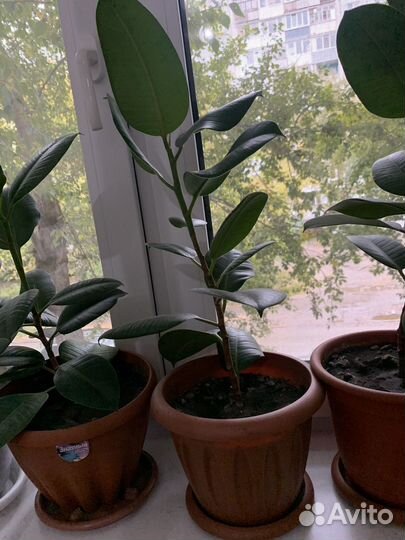 Комнатные растения