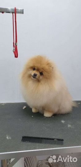 Стрижка собак и кошек. Уход за животными