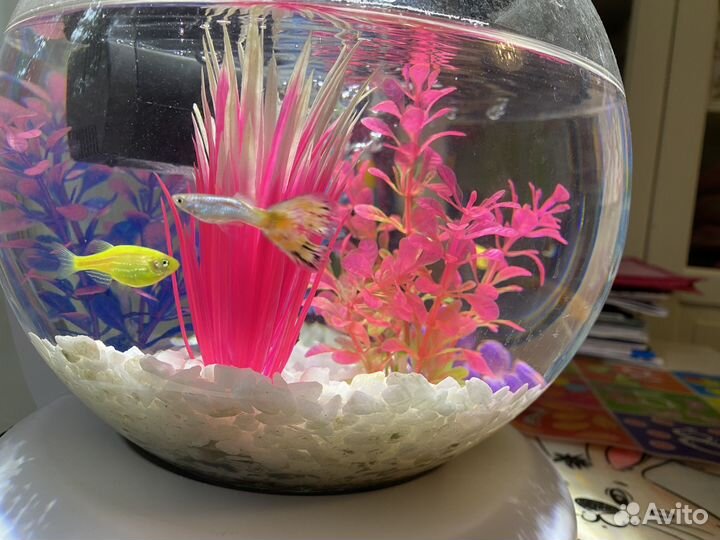 Аквариум с рыбками